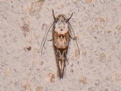 Mompha rufocristatella