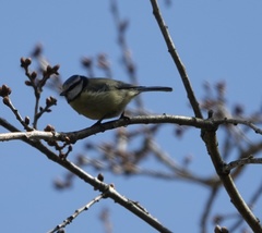 Cyanistes caeruleus