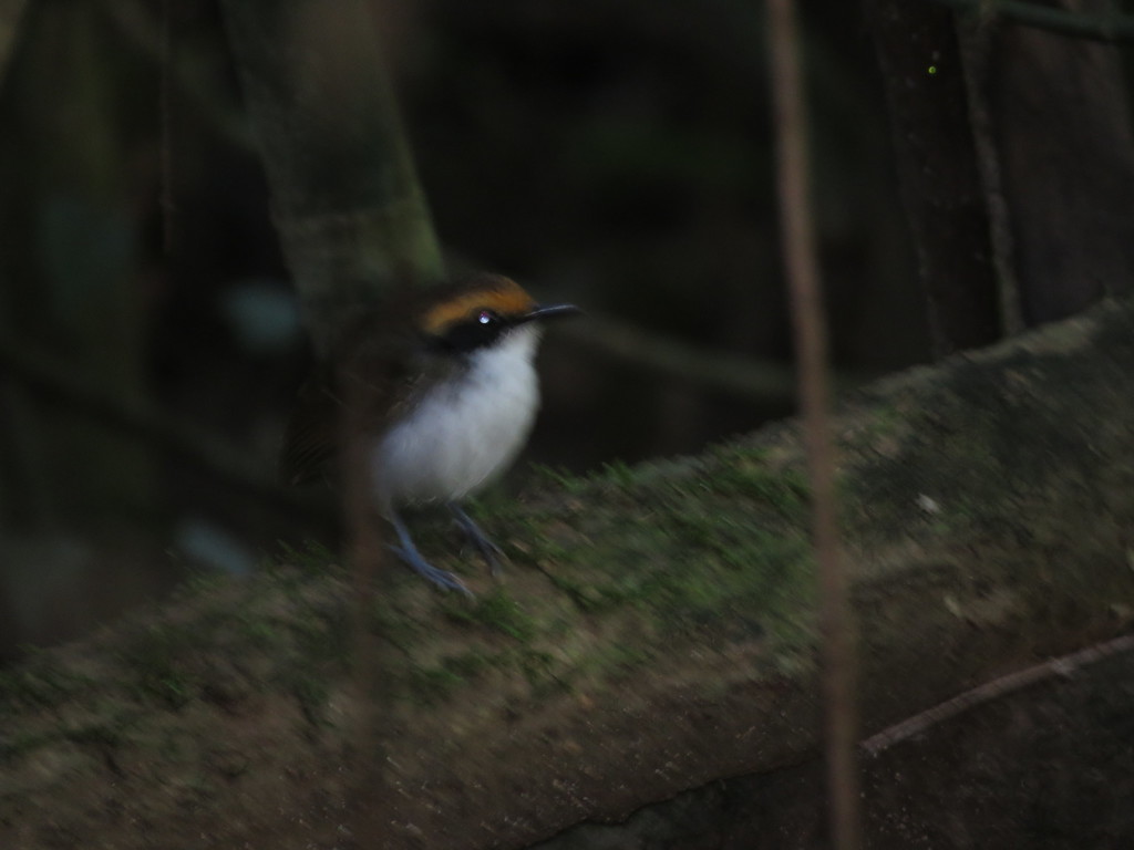 White-browed Antbird