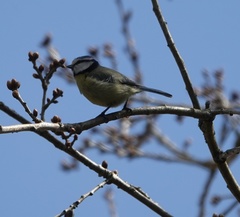 Cyanistes caeruleus