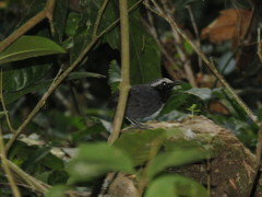 Myrmoborus leucophrys