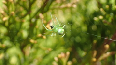 Araneus juniperi