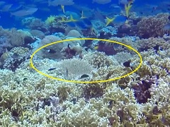 Pycnochromis caudalis