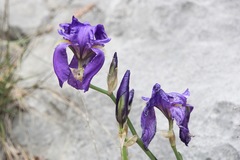 Iris pallida illyrica