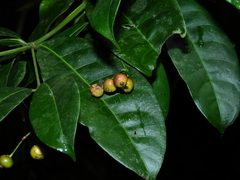 Faramea occidentalis