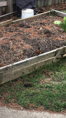 Turdus migratorius
