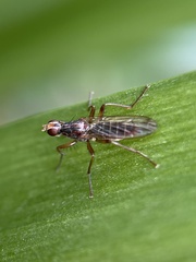 Norellia spinipes
