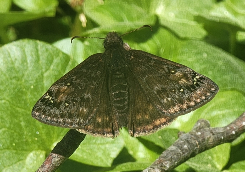 Duskywings from Red Oak, NC, USA on April 03, 2022 at 12:45 PM by Ami ...