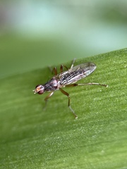 Norellia spinipes