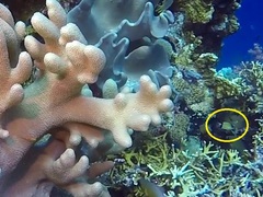 Pycnochromis retrofasciatus