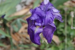 Iris pallida illyrica