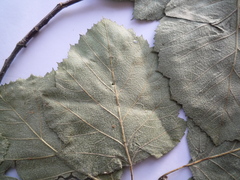 Karpatiosorbus latifolia