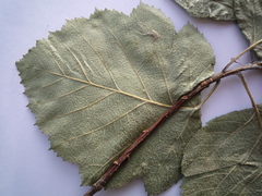 Karpatiosorbus latifolia
