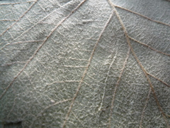 Karpatiosorbus latifolia