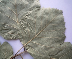 Karpatiosorbus latifolia