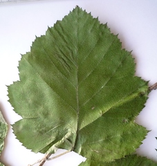 Karpatiosorbus latifolia