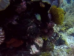 Chromis atripectoralis