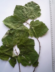 Karpatiosorbus latifolia