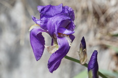 Iris pallida illyrica