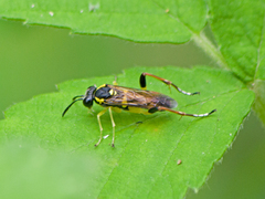 Macrophya postica