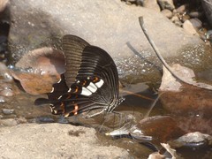 Papilio helenus daksha