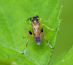 Macrophya postica