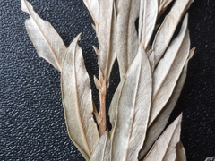 Salix rosmarinifolia