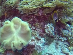 Chaetodon adiergastos