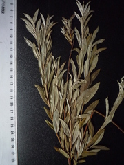 Salix rosmarinifolia