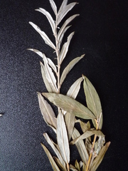 Salix rosmarinifolia