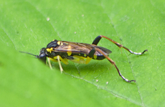 Macrophya postica