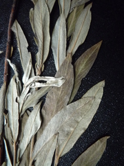 Salix rosmarinifolia