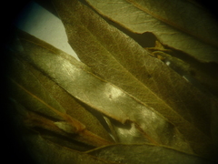 Salix rosmarinifolia