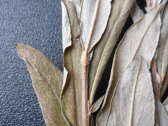 Salix rosmarinifolia