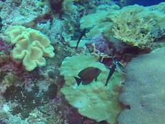 Ctenochaetus striatus