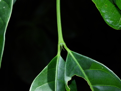 Faramea occidentalis