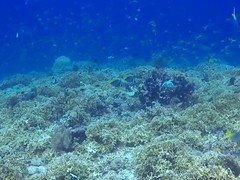 Heniochus singularius