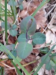 Lonicera caprifolium