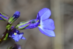 Lobelia berlandieri
