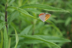 Lycaena phlaeas daimio