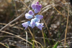 Hyacinthella dalmatica