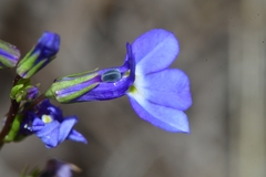 Lobelia berlandieri