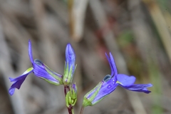 Lobelia berlandieri