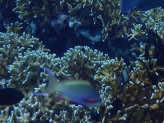 Pseudanthias huchtii