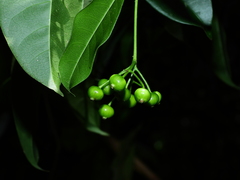 Faramea occidentalis