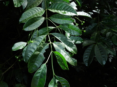 Faramea occidentalis