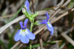 Lobelia berlandieri