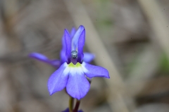Lobelia berlandieri
