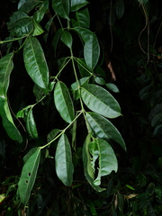 Faramea occidentalis