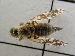 Tephritis matricariae